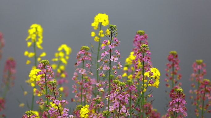 五颜六色的油菜花