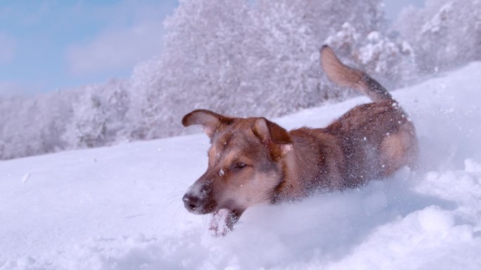 特写:年轻的棕色牧羊犬喜欢在厚厚的新雪中奔跑和玩耍