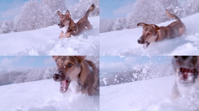 特写:年轻的棕色牧羊犬喜欢在厚厚的新雪中奔跑和玩耍