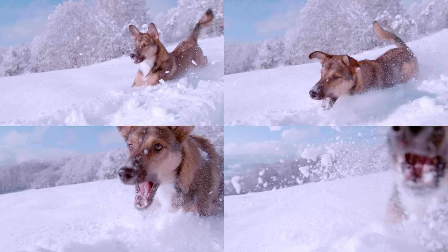 特写:年轻的棕色牧羊犬喜欢在厚厚的新雪中奔跑和玩耍