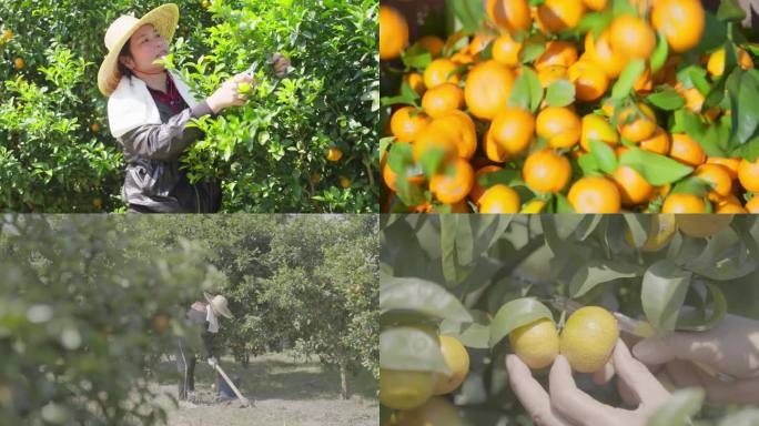 农民种植施肥橘子桔子采摘丰收