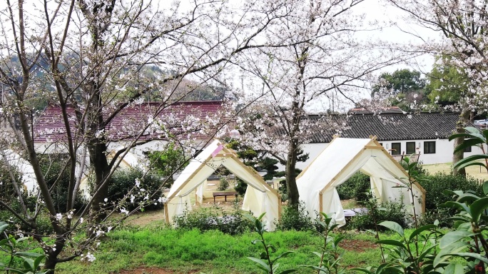 樱花丛里的户外帐篷 春天休闲度假赏樱空镜