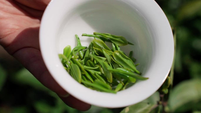 泡茶茶叶特写