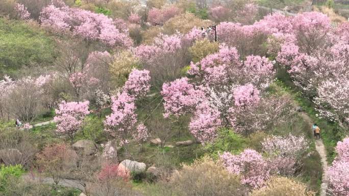 樱花园航拍