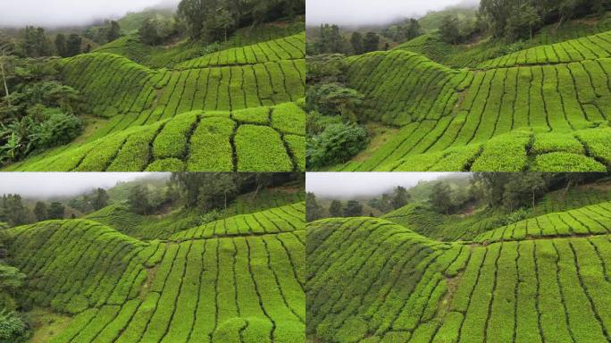 马来西亚金马仑高地茶园的航拍照片。在雾蒙蒙的早晨，飞过山上的茶树