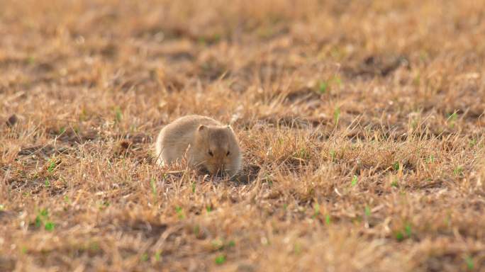 东北内蒙古呼伦贝尔大草原上的鼠兔