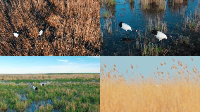 湿地野生鸟类——丹顶鹤
