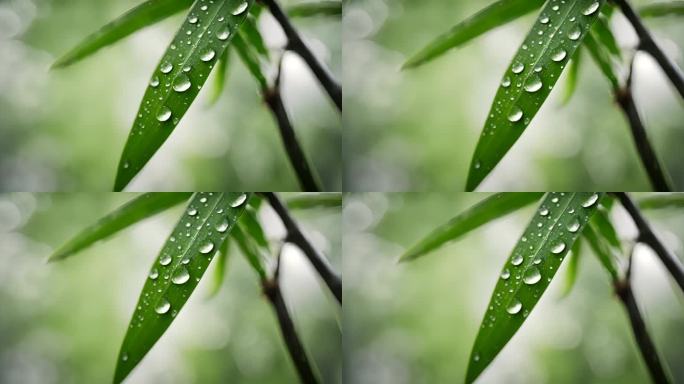 竹叶 雨露 露珠 雨后