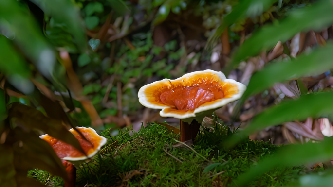 野生灵芝松茸蘑菇珍稀菌类