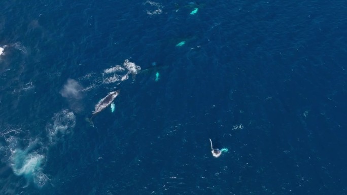 座头鲸在沙门群岛的一群鲸鱼中突破的鸟瞰图