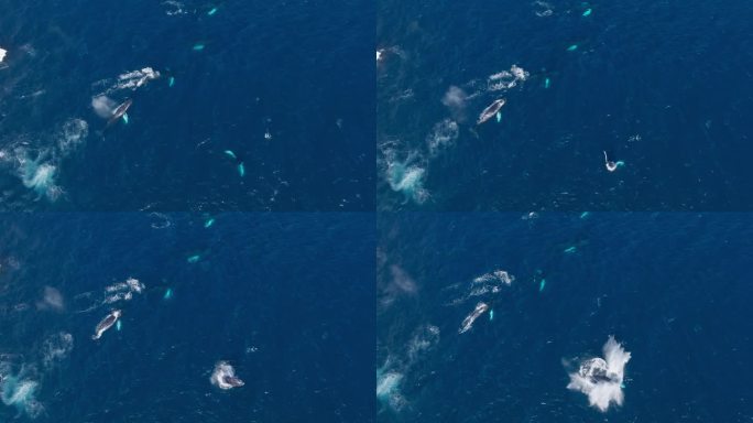 座头鲸在沙门群岛的一群鲸鱼中突破的鸟瞰图