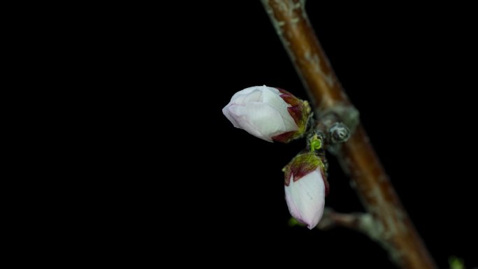 杏花开花黑背景素材延时