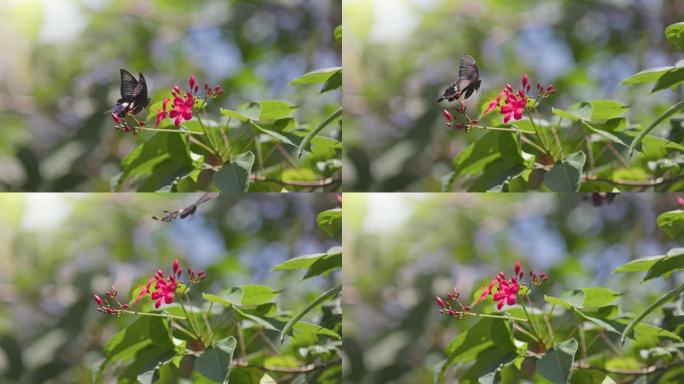 大型黑色热带蝴蝶从粉红色的花朵上采集花蜜，然后飞走了。野生蝴蝶的慢镜头