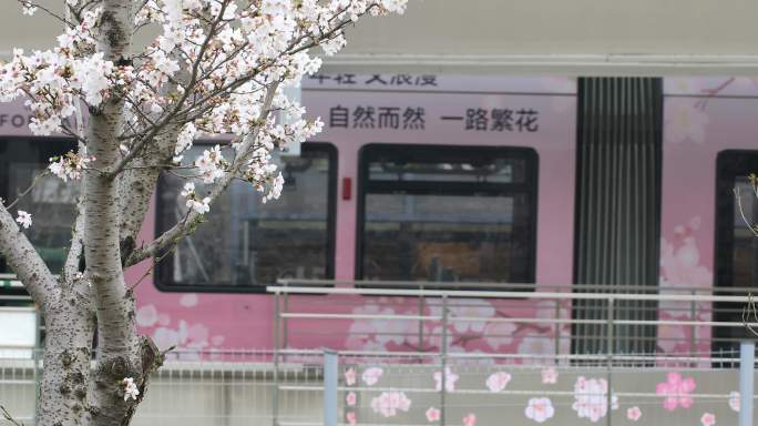 苏州网红樱花电车站 行驶的有轨电车