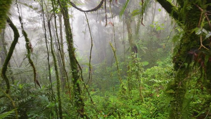 青苔覆盖的树木在丛林苔藓森林，金马仑高原，马来西亚。迷雾神奇的绿色雨林，云台镜头，4K