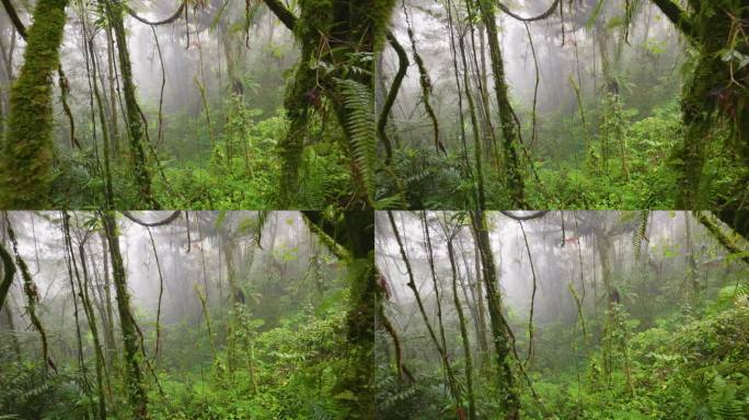 青苔覆盖的树木在丛林苔藓森林，金马仑高原，马来西亚。迷雾神奇的绿色雨林，云台镜头，4K