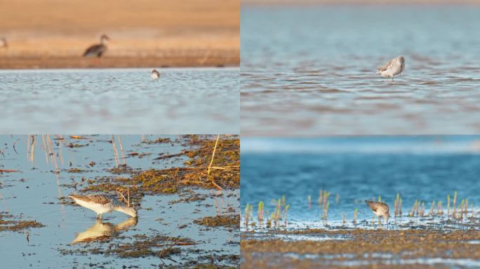 湿地常见野生鸟类——泽鹬