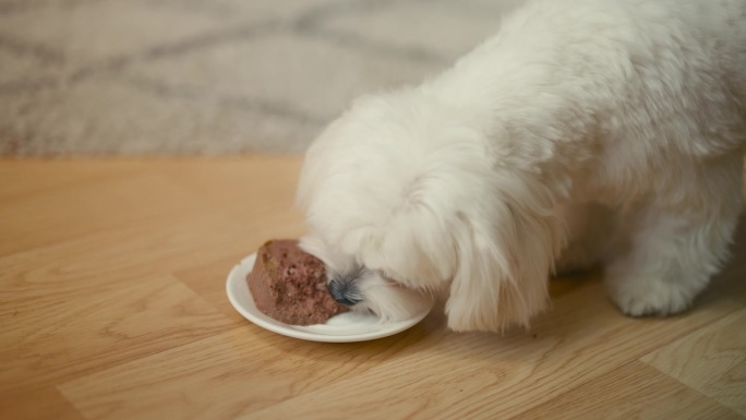 饥饿的马尔济斯幼犬吃湿的狗粮，有食欲，健康的宠物营养