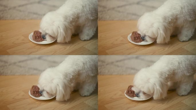 饥饿的马尔济斯幼犬吃湿的狗粮，有食欲，健康的宠物营养