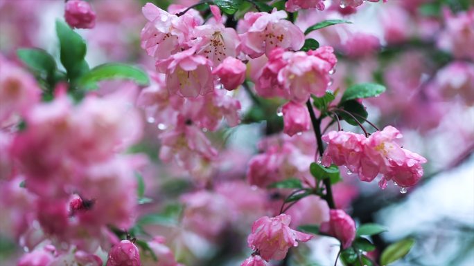 4k雨中的海棠花