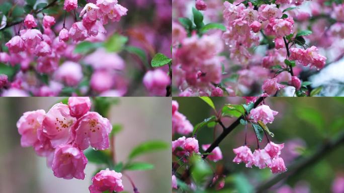 4k雨中的海棠花