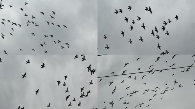 天空鸽子飞鸟【120帧】天空一群鸟飞过