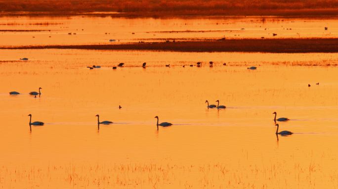 湿地野生鸟类——天鹅15-落日