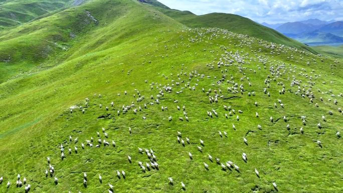 高山草原与羊群奔跑 祁连大草原 高山牧场