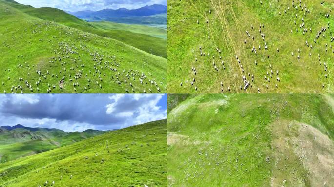 高山草原与羊群奔跑 祁连大草原 高山牧场