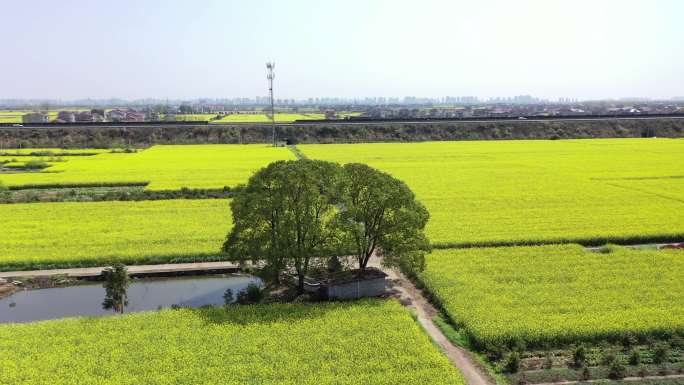 航拍油菜花田常德市木塘垸镇春天乡村风景