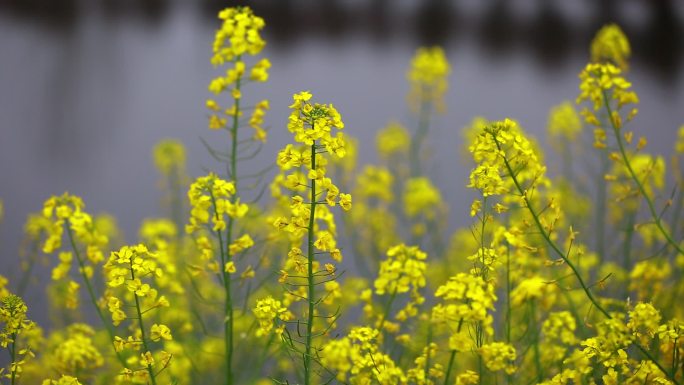 五颜六色的油菜花