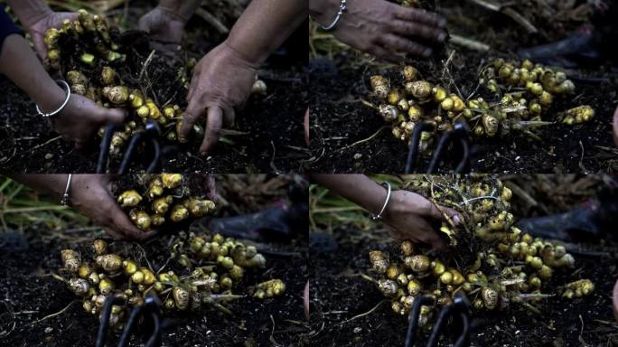 漂亮的照片，两个人分开一簇姜，精致的过程，姜收获在盛开的家庭园艺