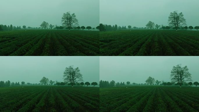 春雨中云雾缭绕的茶园