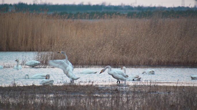 湿地野生鸟类——天鹅16