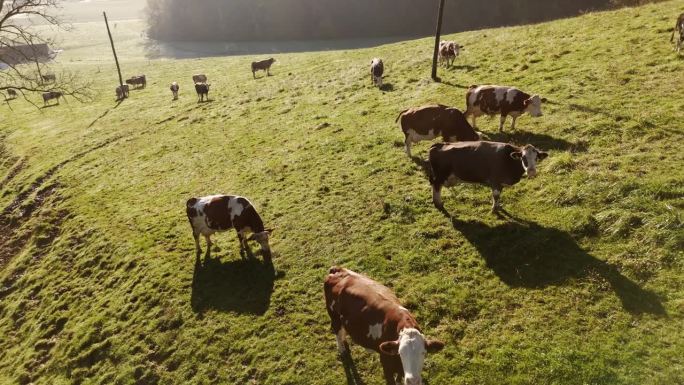 一群牛在乡下小山葱郁的绿色斜坡上吃草