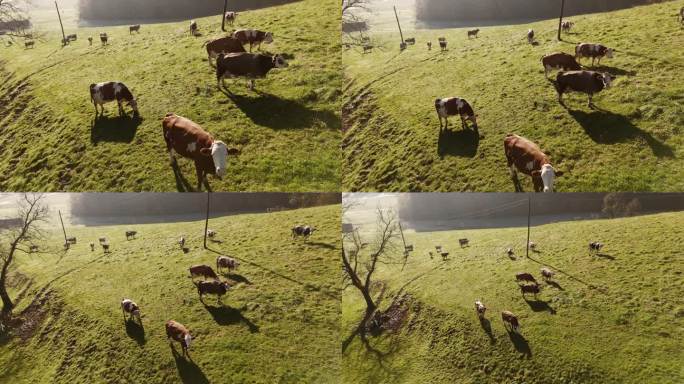 一群牛在乡下小山葱郁的绿色斜坡上吃草