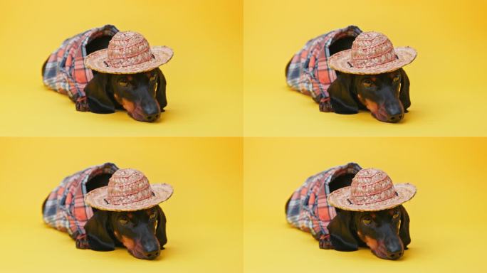 国内腊肠犬穿着农民的衣服，戴着帽子，看起来很生气