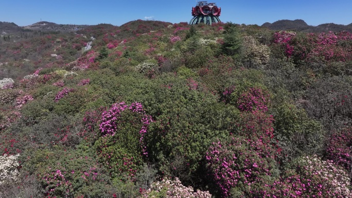 航拍贵州百里杜鹃景区花草蓝天白云