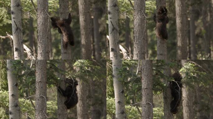 一只年轻的灰熊幼崽熟练地爬上一棵桦树的树干，它的小爪子抓住树皮，周围是茂密的森林茂密的树叶，黄昏时分
