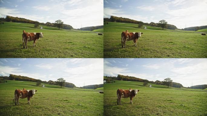 奶牛站在乡间葱郁的草地上