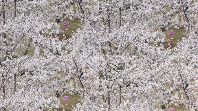 春天美丽盛开樱花 俯拍