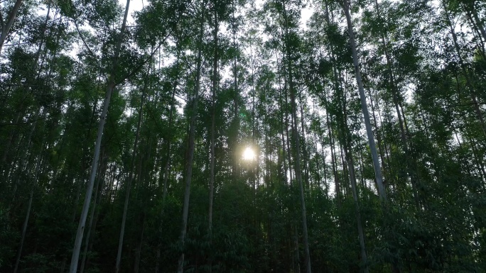 阳光下森林风吹树林大风吹树叶风吹丛林树枝