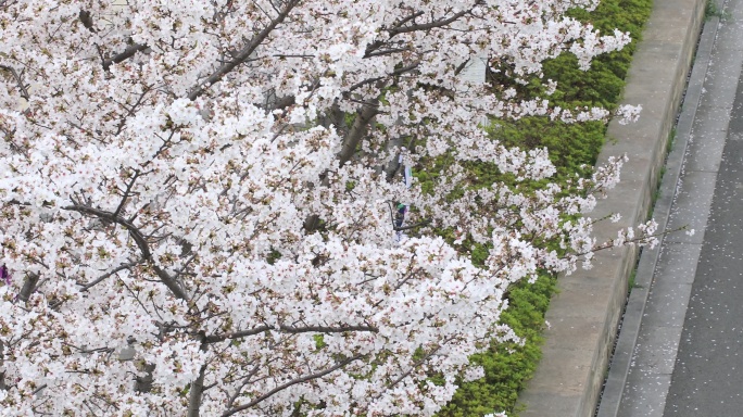 苏州科技城网红樱花大道