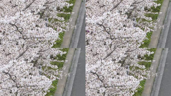 苏州科技城网红樱花大道