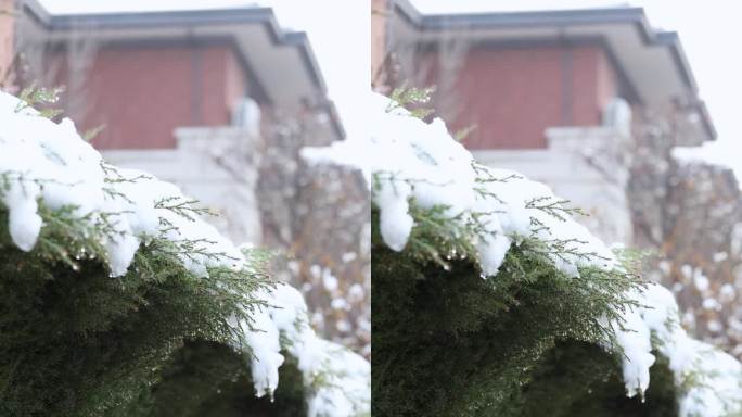 树枝上正在融化的积雪