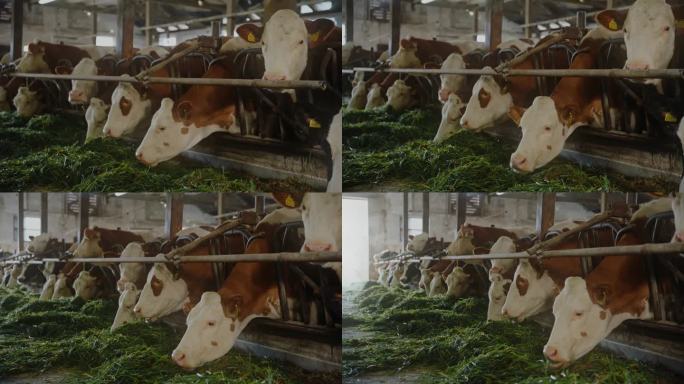 奶牛在谷仓的绿草地上吃草