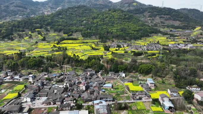 美丽乡村荥经油菜花盛开航拍素材