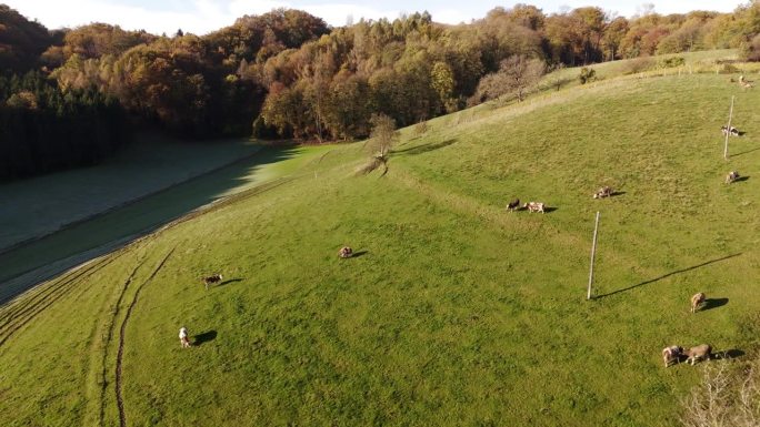 无人机拍摄的一群奶牛在绿色阳光山