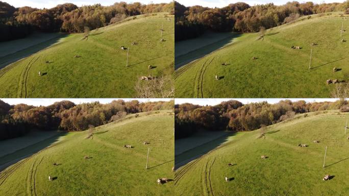 无人机拍摄的一群奶牛在绿色阳光山