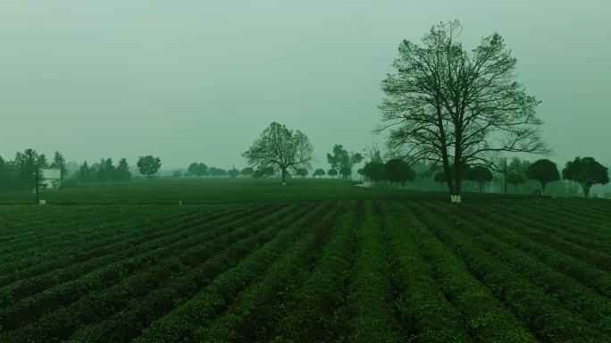 春雨中云雾缭绕的茶园
